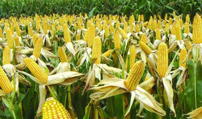 Corn Dextrin Fiber